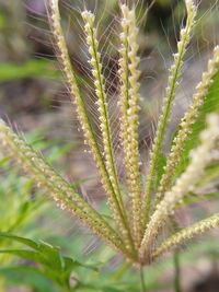Close-up of fresh plant