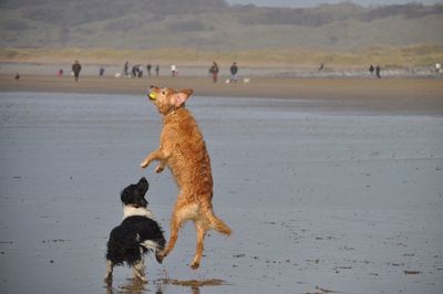 Dog walking on beach