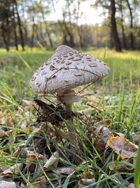 Close-up of mushroom growing on field