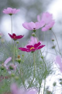 Close-up of pink flowers