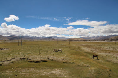 View of w himalayan mountains and tibetan village with yaks