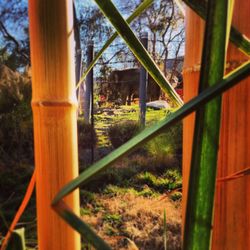 Close-up of bamboo window