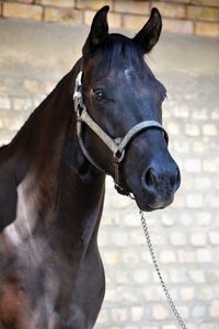 Close-up of horse