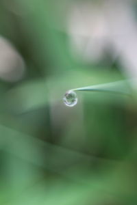 Close-up of water drop on leaf