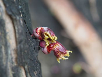 Close-up of insect on flower