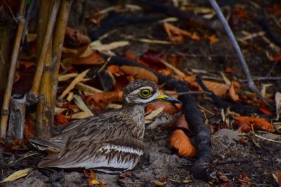 Close-up of bird on field