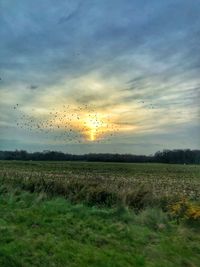 Flock of birds on land against sky