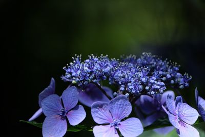 Close-up of purple hydrangea flowers