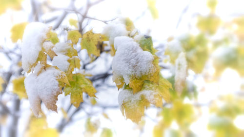 Close-up of branches against blurred background