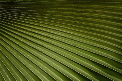 Full frame shot of palm leaves