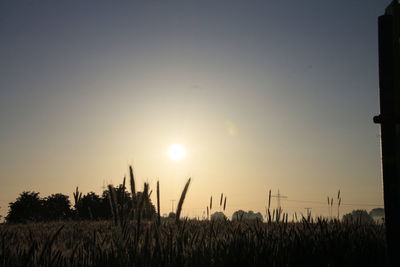 Scenic view of field at sunset