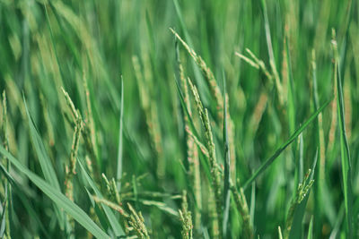 Close-up of wheat growing on field