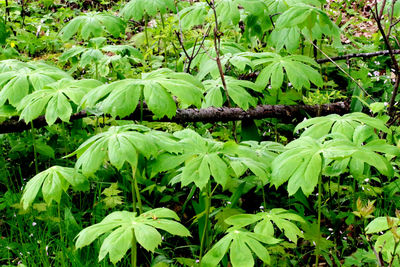 Close-up of green leaves on plant in forest