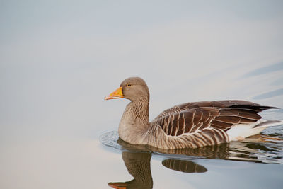 Bird on a lake