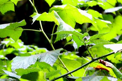 Close-up of insect on leaves