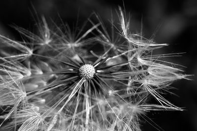 Close-up of dandelion