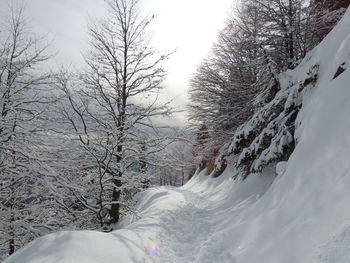 Bare trees on snow covered land