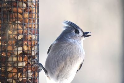 Close-up of bird perching on feeder