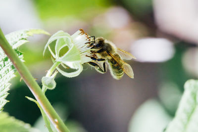 Close-up of bee on flower