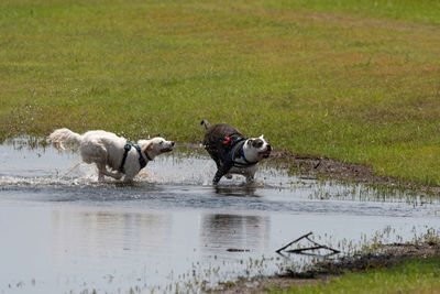 Dogs on a lake