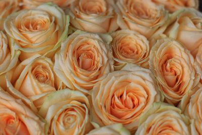 Full frame shot of wood