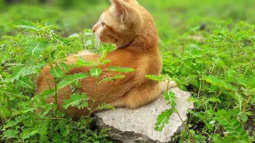 View of a cat on field