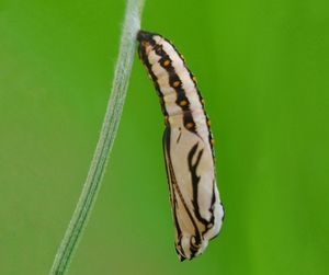 Close-up of butterfly