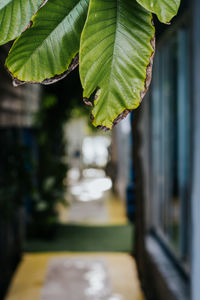Close-up of fresh green leaves