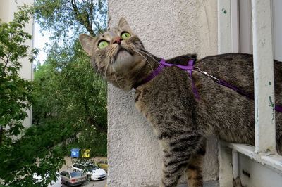 Cat looking at camera