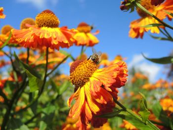 Honey bee on orange flower during sunny day