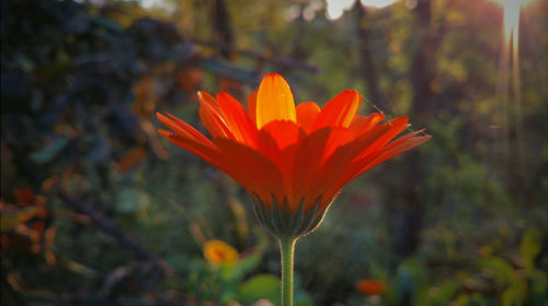 Close-up of orange flower blooming outdoors