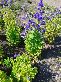 Close-up of purple flowers blooming outdoors