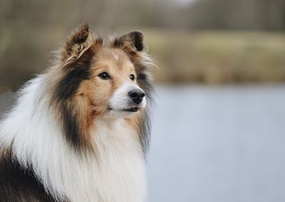 Close-up of a dog looking away