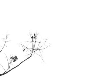 Close-up of tree branch against clear sky