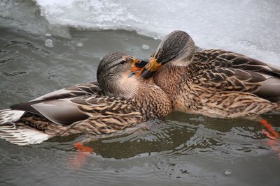 Mallard duck swimming in lake