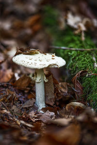 Close-up of mushroom growing on field