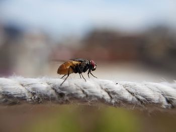 Close-up of bee pollinating