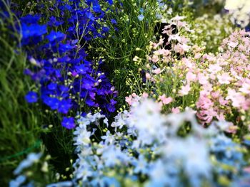 Purple flowers blooming outdoors