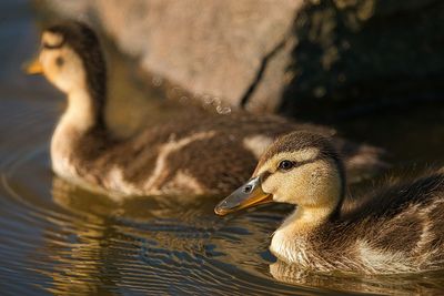 Baby ducking 