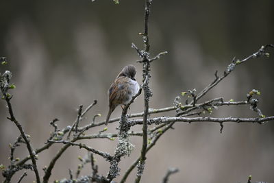 Close-up of bird perching on branch