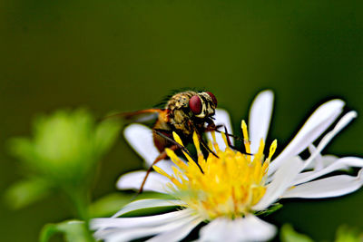 Close-up of insect on yellow flower