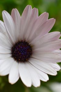 Close-up of white flower