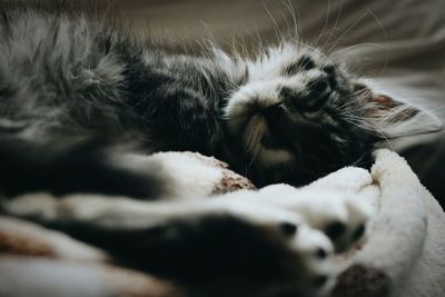 Close-up of cat sleeping