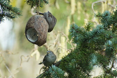 Birds perching on pine tree