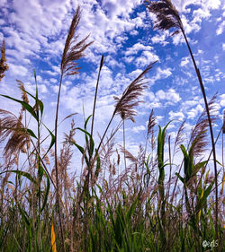 Low angle view of stalks against sky