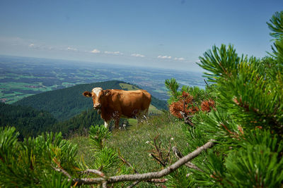 Cow on grass against sky