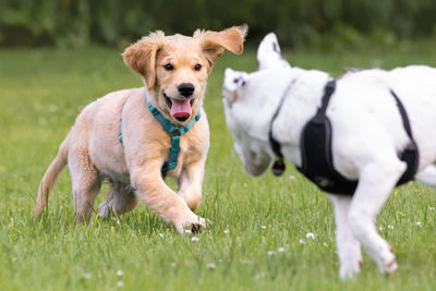 Dog running in field