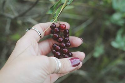 Cropped hand of woman holding red berries