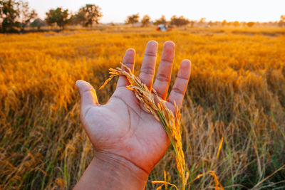 Close-up of hand holding plant on field