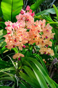 Close-up of pink flowering plants